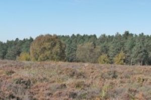 Heathland