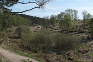 Heathland-Path