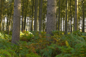 Trees_Bracken_Croped