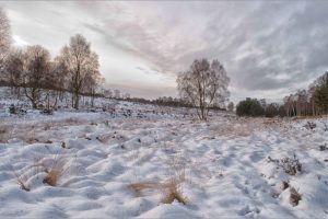 winter_heath